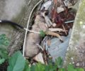 Τρία σκυλιά νεκρά από φόλες στη Νέα Μεσημβρία Θεσσαλονίκης