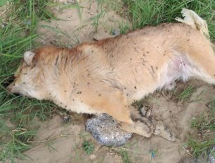 Έξι σκυλιά νεκρά από φόλες στη Νέα Μεσημβρία Θεσσαλονίκης (βίντεο)
