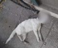 Κρέμασε και έπνιξε αδέσποτη γάτα στον Νέο Κόσμο της Αθήνας (βίντεο)