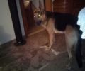Κρήτη: Χάθηκε σκύλος Γερμανικός Ποιμενικός αρσενικός στο Ακρωτήρι Χανίων