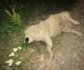 Πολλά σκυλιά νεκρά από φόλες στον Παλαιό Άγιο Αθανάσιο Πέλλας