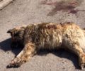 Πυροβόλησε και σκότωσε με κυνηγετικό όπλο αδέσποτο σκύλο στα Πεύκα (Ρετζίκι) Θεσσαλονίκης