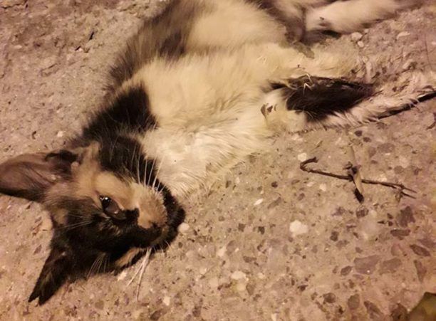 Γάτες νεκρές από φόλες κοντά στην Ευαγγελίστρια Θεσσαλονίκης
