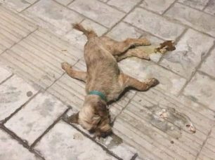 Συνεχίζεται η εξόντωση σκυλιών/γατιών με φόλες στην Τιθορέα Φθιώτιδας – Δεκάδες τα θύματα