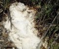 Ζώα νεκρά από φόλες στην Άνω Τραγάνα Παραβόλας Αιτωλοακαρνανίας