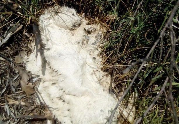 Ζώα νεκρά από φόλες στην Άνω Τραγάνα Παραβόλας Αιτωλοακαρνανίας