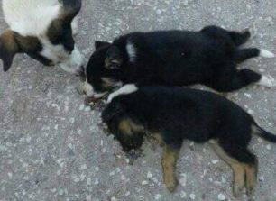 Η σκυλίτσα στα Τρίκαλα Θεσσαλίας στεκόταν πάνω από τα νεκρά κουτάβια της