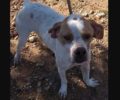 Χάθηκε θηλυκός σκύλος στο Κορωπί Αττικής