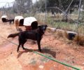 Σκυλιά αλυσοδεμένα στον ήλιο στο παράνομο Δημοτικό Κυνοκομείο Σπάρτης στο Ξηροκάμπι Λακωνίας (βίντεο)