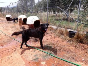 Σκυλιά αλυσοδεμένα στον ήλιο στο παράνομο Δημοτικό Κυνοκομείο Σπάρτης στο Ξηροκάμπι Λακωνίας (βίντεο)