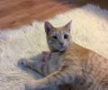 Χάθηκε ξανθιά αρσενική στειρωμένη μονόφθαλμη γάτα στο Χαλάνδρι (Νομισματοκοπείο)
