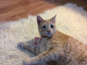 Χάθηκε ξανθιά αρσενική στειρωμένη μονόφθαλμη γάτα στο Χαλάνδρι (Νομισματοκοπείο)