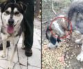 Έσωσαν σκύλο που βρέθηκε σκελετωμένος & δεμένος στο Ζεμενό Κορινθίας και αναζητούν σπιτικό (βίντεο)