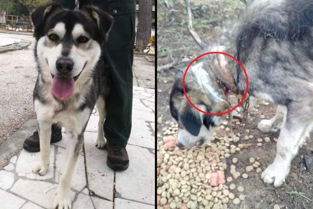 Έσωσαν σκύλο που βρέθηκε σκελετωμένος & δεμένος στο Ζεμενό Κορινθίας και αναζητούν σπιτικό (βίντεο)