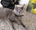 Χάθηκε γκρι θηλυκή γάτα (Βρετανική κοντότριχη) μετά από διάρρηξη διαμερίσματος στη Θεσσαλονίκη