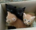 Έκκληση να βρεθεί γατομαμά για 4 μωρά γατάκια που εντοπίστηκαν στον Άλιμο Αττικής