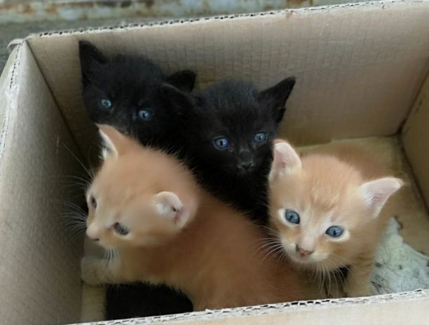 Έκκληση να βρεθεί γατομαμά για 4 μωρά γατάκια που εντοπίστηκαν στον Άλιμο Αττικής