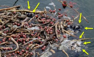 Γιάννενα: Θανάσιμη παγίδα για τα υδρόβια πουλιά της λίμνης Παμβώτιδας τα εγκαταλελειμμένα δίχτυα των ψαράδων