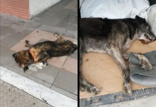 Δηλητηρίασε δύο σκυλιά στην Αριδαία Πέλλας