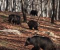 Ξύπνησαν οι αρκούδες από το χειμέριο λήθαργο στο Νύμφαιο Φλώρινας