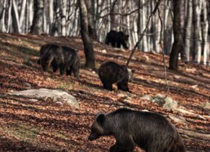 Ξύπνησαν οι αρκούδες από το χειμέριο λήθαργο στο Νύμφαιο Φλώρινας