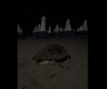 Λέσβος: Μεθυσμένοι τουρίστες ενοχλούσαν και εμπόδιζαν θαλάσσια χελώνα να γεννήσει στην Ερεσό (βίντεο)