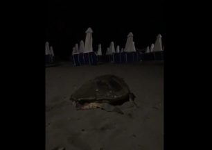Λέσβος: Μεθυσμένοι τουρίστες ενοχλούσαν και εμπόδιζαν θαλάσσια χελώνα να γεννήσει στην Ερεσό (βίντεο)