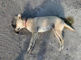 Διδυμότειχο Έβρου: Τέσσερα αδέσποτα σκυλιά νεκρά από φόλες και έξι αγνοούνται