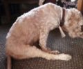 Λέσβος: Πέθανε ο σκύλος που πυροβολήθηκε με αεροβόλο την Ερεσό και έμεινε παράλυτος