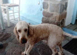 Λέσβος: Κινδυνεύει να μείνει παράλυτος σκύλος που πυροβολήθηκε με αεροβόλο στην Ερεσό