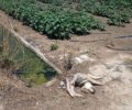 Σκυλιά δηλητηριάστηκαν και πέθαναν από φυτοφάρμακα σε χωράφι στη Φαλάνη Λάρισας