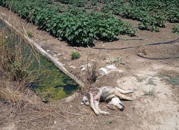 Σκυλιά δηλητηριάστηκαν και πέθαναν από φυτοφάρμακα σε χωράφι στη Φαλάνη Λάρισας