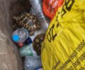 Βρήκε 3 χερσαίες χελώνες ζωντανές πεταμένες σε κάδο στις Φιλιάτες Θεσπρωτίας