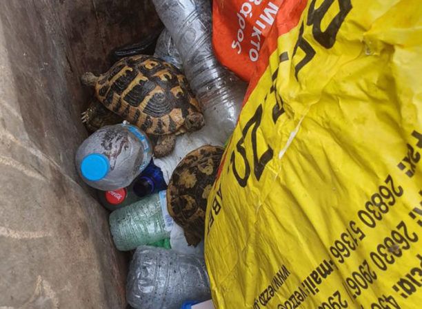 Βρήκε 3 χερσαίες χελώνες ζωντανές πεταμένες σε κάδο στις Φιλιάτες Θεσπρωτίας