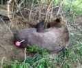 Έσωσαν αρκούδα που είχε παγιδευτεί σε συρμάτινη θηλιά κυνηγών στη Φλαμουριά Έδεσσας