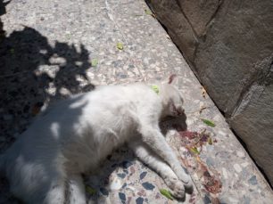 Γάτα νεκρή από φόλα σε αυλή σπιτιού στο Χαϊδάρι Αττικής