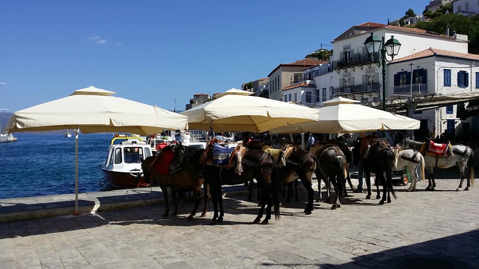 Τοποθετήθηκε σκίαστρο για γαϊδούρια και μουλάρια στο λιμάνι της Ύδρας (βίντεο)