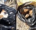 Μεσσηνία: Έξι σκυλιά νεκρά από φόλες στην Καλαμάτα