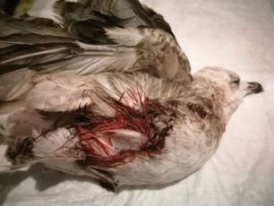 Μεσσηνία: Πέθανε γλάρος που νεαρός σκότωσε πετώντας του πέτρα σε παραλία της Καλαμάτας