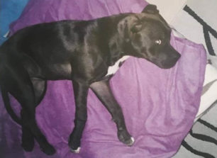 Βρέθηκε - Χάθηκε θηλυκός σκύλος ράτσας Πίτμπουλ στη Νέα Καλλικράτεια Χαλκιδικής