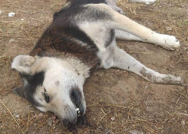 Βρήκε τον σκύλο που φρόντιζε νεκρό από φόλα στο Κάτω Σούλι Αττικής