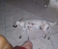 Κέρκυρα: Σκύλος νεκρός από πυροβολισμό στη Λευκίμμη