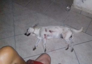 Κέρκυρα: Σκύλος νεκρός από πυροβολισμό στη Λευκίμμη