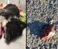 Κρήτη: Διαμαρτυρήθηκαν για τη δολοφονία ζώων με φόλες και καρφιά-πρόκες-βίδες στον Κίσσαμο Χανίων