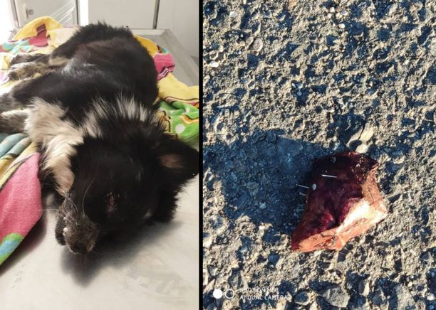 Κρήτη: Διαμαρτυρήθηκαν για τη δολοφονία ζώων με φόλες και καρφιά-πρόκες-βίδες στον Κίσσαμο Χανίων