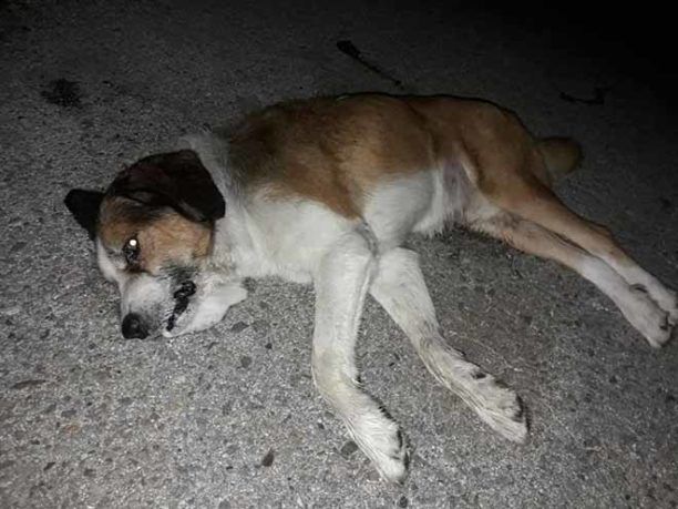 Σκυλιά νεκρά από φόλες στα Κομνηνά Ξάνθης