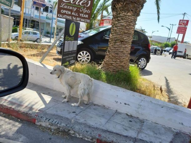 Κάμερα βενζινάδικου κατέγραψε γυναίκα που πάτησε με Ι.Χ. σκύλο & τον εγκατέλειψε στα Κουνουπιδιανά Χανίων (βίντεο)