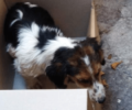 Λέσβος: Τραυμάτισε σκύλο με Ι.Χ. και αδιαφόρησε για το ζώο που τελικά πέθανε