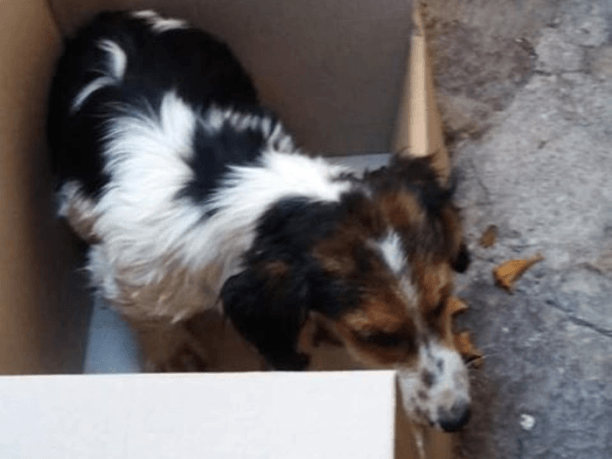 Λέσβος: Τραυμάτισε σκύλο με Ι.Χ. και αδιαφόρησε για το ζώο που τελικά πέθανε