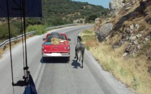Λέσβος: Κατήγγειλαν οδηγό για παράνομη μεταφορά αλόγου καθώς εξέθεσε σε κίνδυνο και το ζώο και τους διερχόμενους